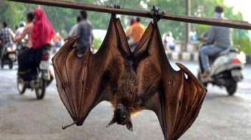 Bats, coronaviruses evolving together for millions of years