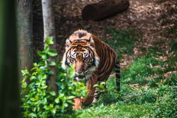 Bengal tiger jumps onto boat, drags fisherman into Sunderbans 