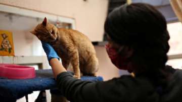 2 cats in New York become first US pets to test positive for coronavirus