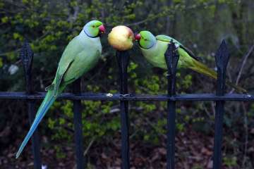 Two ring-necked parakeets, normally fed by tourists, peck at an apple left on a spike by locals in Hyde Park, as the lockdown due to the coronavirus outbreak continues in London, Tuesday, March 31, 2020. The new coronavirus causes mild or moderate symptoms for most people, but for some, especially older adults and people with existing health problems, it can cause more severe illness or death.(AP Photo/Alastair Grant)