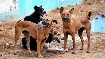 COVID-19: Scientists say stray dogs may have played role in novel coronavirus origin