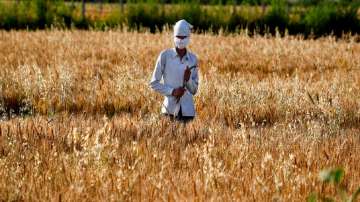 A villager with his face covered with cloth amid concerns over the spread of coronavirus, stands in a wheat field during harvesting time in Uttarchata village in the Indian state of Uttar Pradesh
