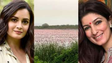 Twinkle Khanna, Dia Mirza and other B'town celebs amazed by the presence of beautiful flamingos in M