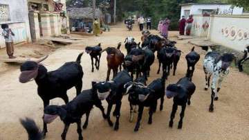 Fearing corona, Telangana farmer puts masks on goats