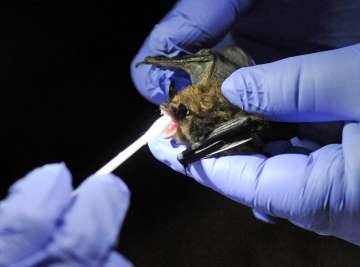 coronavirus bats, coronavirus bats icmr, coronavirus in bats, coronavirus latest news, icmr study, 