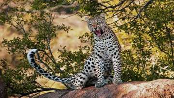 Gujarat: Leopard mauls man to death in Junagadh forest