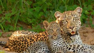 leopard, uttar pradesh, dudhwa tiger reserve, dudhwa