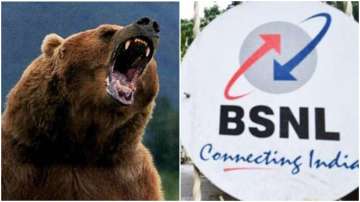 Bear enters BSNL office in Sikkim, attacks resting engineer