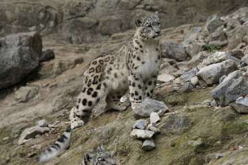 Snow leopard kills 37 sheep and Pashmina goats in Ladakh   