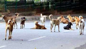 Lockdown, food shortage cause spike in Indore dog bite cases
