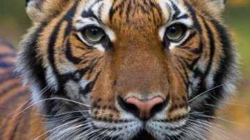Madhya Pradesh Bandhavgarh reserve Tiger found dead