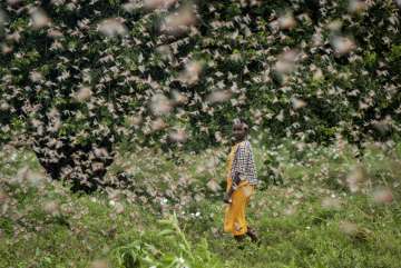 A farmer looks back as she walks through swarms of desert locusts feeding on her crops, in Katitika village, Kitui county, Kenya, Friday, Jan. 24, 2020.
 