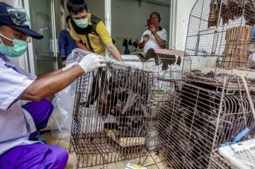 In this Saturday, March 14, 2020 file photo, health officials inspect bats to be confiscated and cul