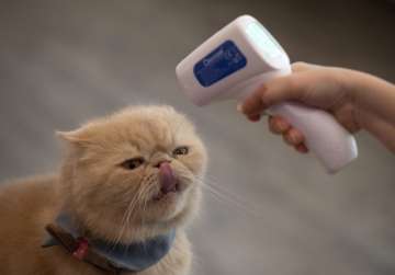  In this Friday, May 8, 2020 file photo, the owner of a cat cafe checks the temperature of one of he