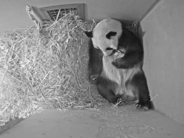 In this Tuesday, May 12, 2020 image provided by Ouwehands Zoo, giant panda Wu Wen holds her newly bo