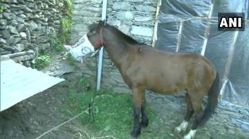 horse home quarantine, horse put under home quarantine, kashmir to rajouri, horse coronavirus, horse