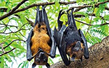 UP village bats found dead