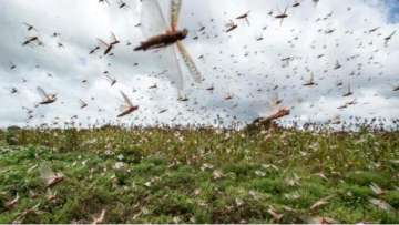 locust attack mp