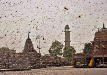 locust attacks rajasthan, locust attacks india, india locust attacks, locust attacks rajasthan, locu