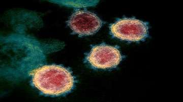 'How coronavirus infection disrupts people's sense of smell decoded'