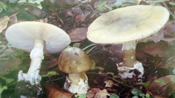 'Death Cap' mushrooms behind death of six in Meghalaya