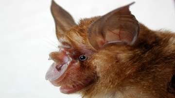 A horseshoe bat (Rhinolophus sinicus), which was found in a cave in Yunnan province, China