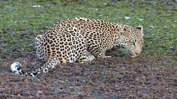 Leopard enters residential area in Nashik, attacks two