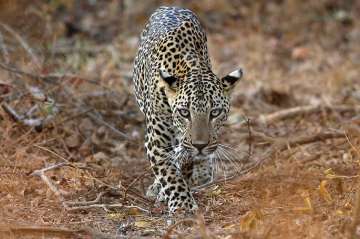 Karnataka, Tumakuru, Leopard