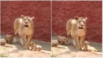 Two African lion cubs make their first public appearance at Hyderabad Zoo