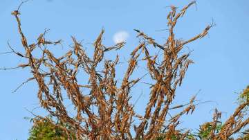 Locust attack: Delhi issues advisory, to carry out spraying of pesticides