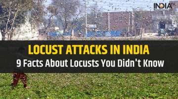 locust attacks india, india attacks india facts, facts about locusts, 9 facts about locusts, locusts