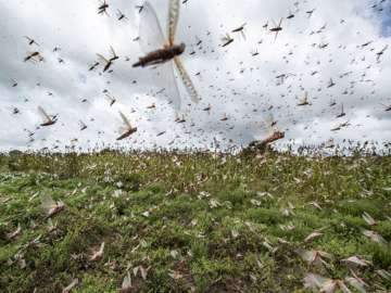 Swarms of locusts enter Jaipur residential areas