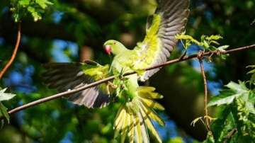 Vastu Tips: Putting picture of green parrot in the North direction of house is auspicious