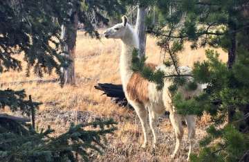 Four-year-old llama named Winter may treat coronavirus with its antibodies, says study 