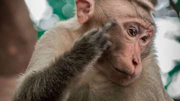 Monkeys snatching blood samples in Meerut trigger false alarm over coronavirus