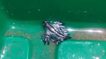 Rare Blue Dragons wash up on Texas Beach