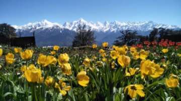 Breathtaking photos of Uttarakhand's Tulip garden with Panchachuli ranges in backdrop go viral