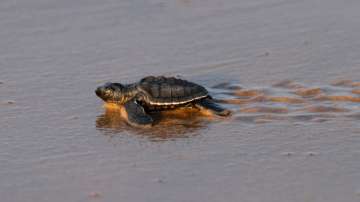 Millions of Olive Ridley turtles make their way to the sea on this Odisha coast