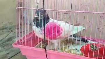 Locals capture suspected 'spy' pigeon from Pakistan near Indian border in Kathua 