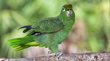  Vastu Tips: Put photo of green parrot in north direction for business growth