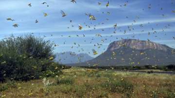 Locust Attack: In a first, drones spray chemicals and clear big swarms in Chomu