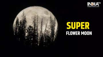 super flower moon live streaming, super flower moon live, super flower moon india time, super flower