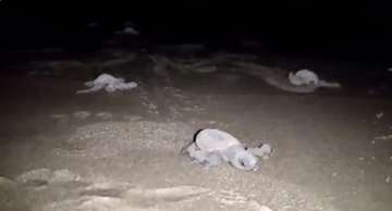 Turtles emerge from nest at Goa's Morjim beach