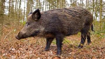 Farmer killed, wife injured in wild boar attack in UP