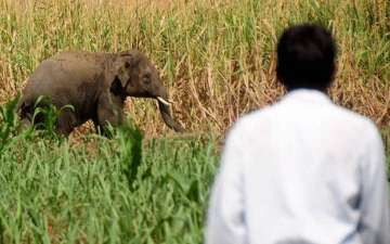 odisha elephant death