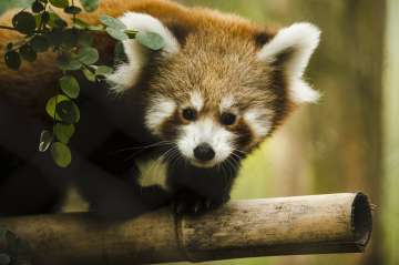 Conservationists satellite track red pandas in Nepal