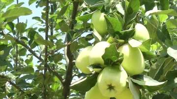Apple tree, Apples, Jammu kashmir, samba
