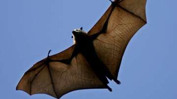 New bat study may provide clues to protect against coronavirus
