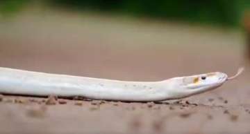 white python 