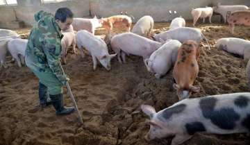 china swine flu